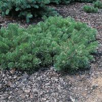 Сосна горная Краускопф (Pinus mugo Krauskopf), H25-30  C5